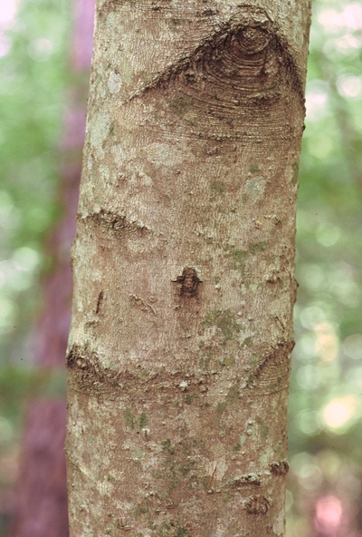 {Acer leucoderme}